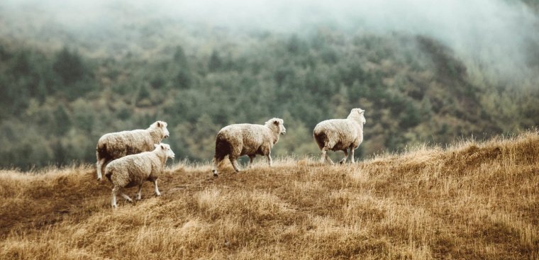 Sheep in Pasture