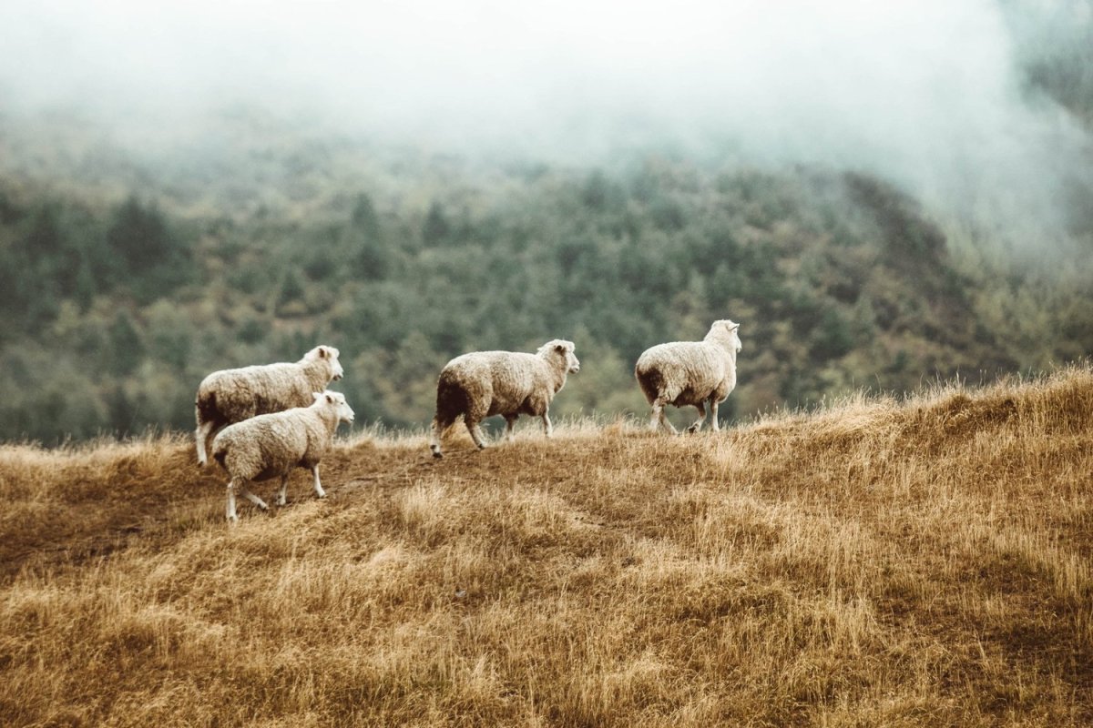 Sheep in Pasture