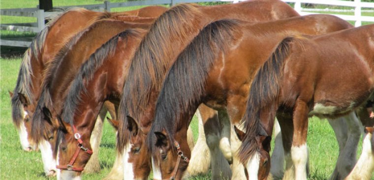 Of Clydesdales And Thoroughbreds Ministry127