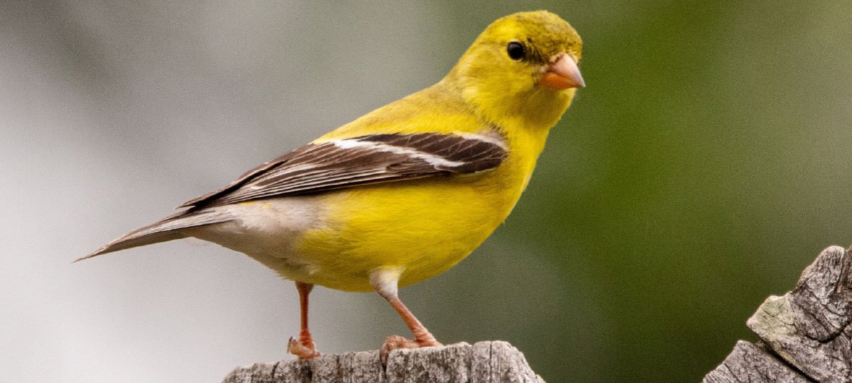 yellow bird on a rock